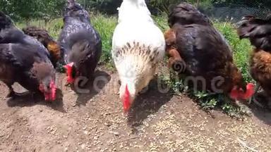 白母鸡被棕色母鸡包围，吃种子。 自由活动鸡吃谷物。 在外面吃鸡。 户外农场动物